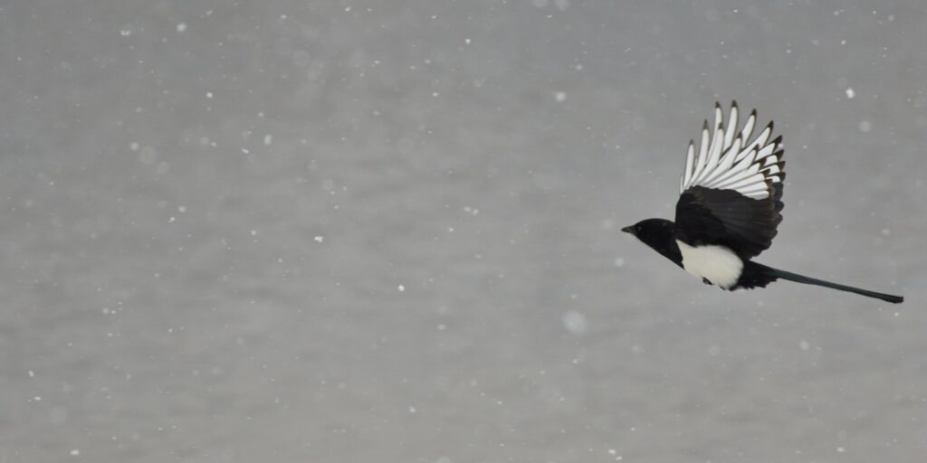 Magpie Therapy: contact for relational therapy. 