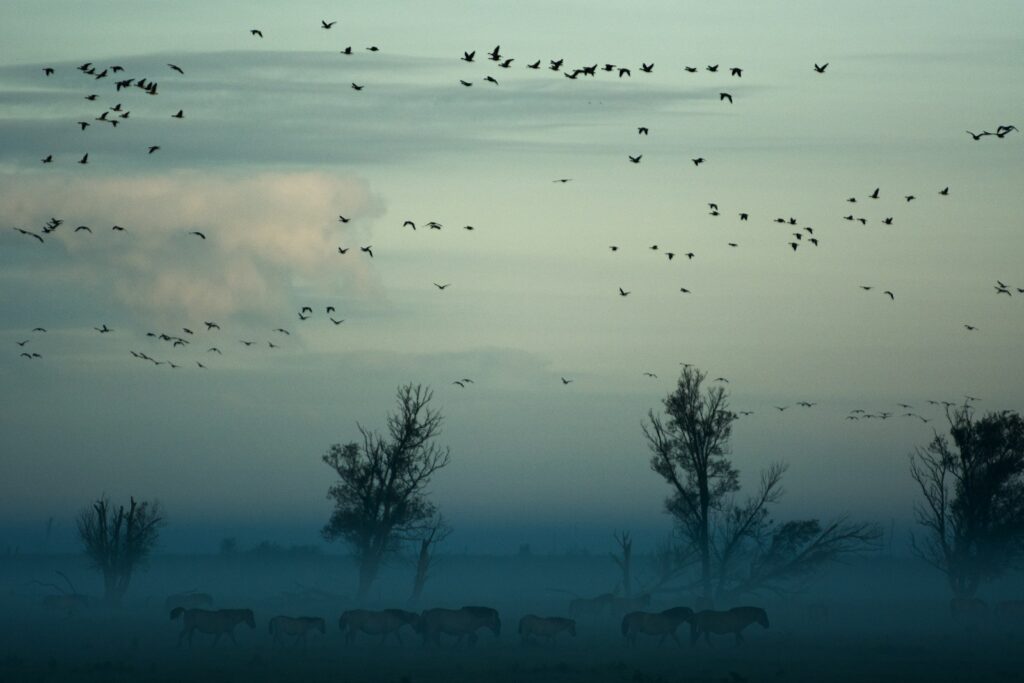 flying birds