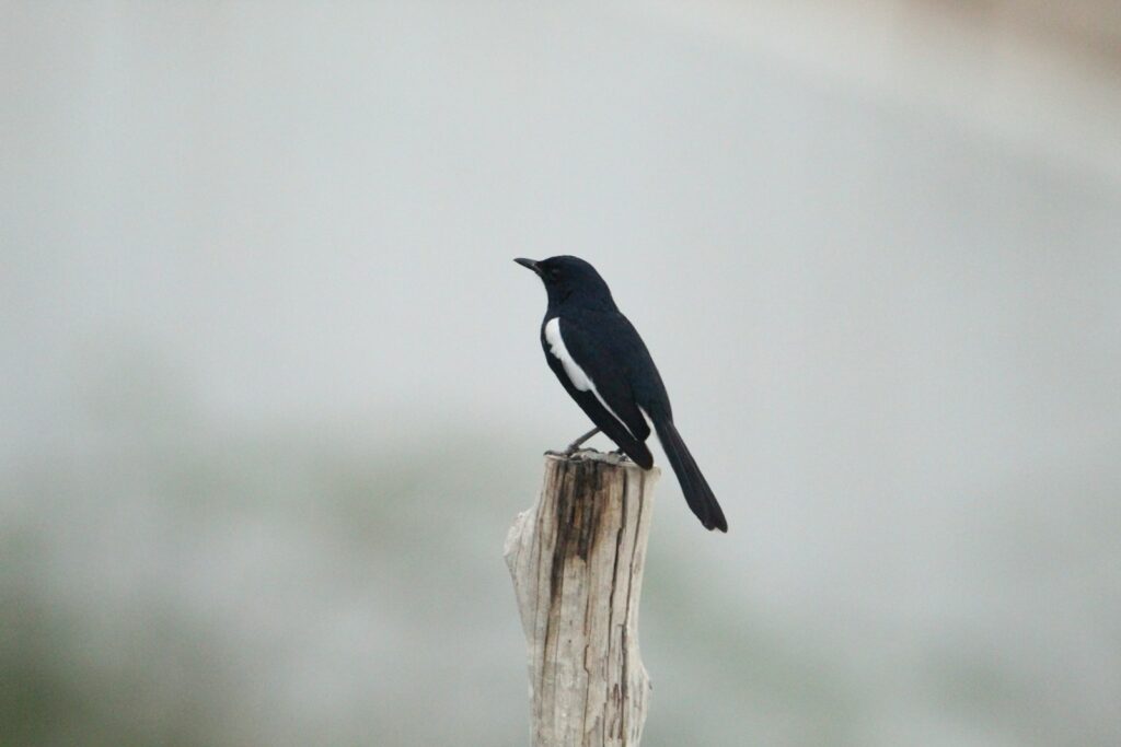 magpie sitting on top of a wooden post