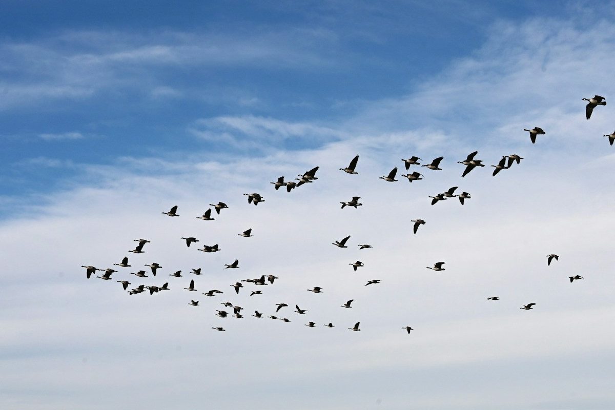 A flock of birds flying through a blue sky