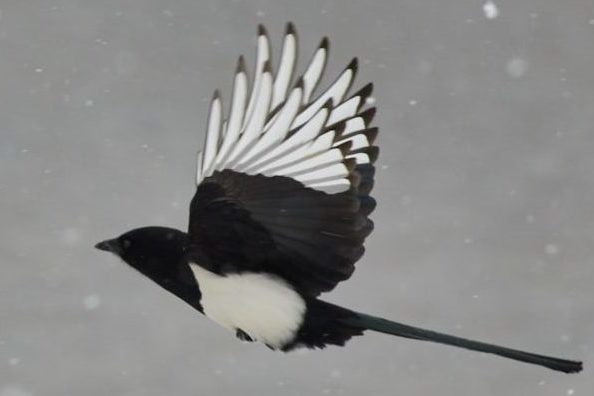 flying magpie