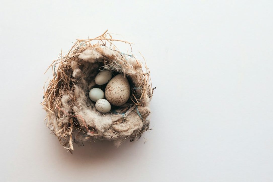 a bird's nest with three eggs in it